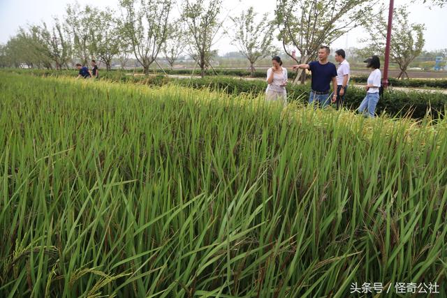 糯稻最新价格，种子成长之旅与自信之路的启示