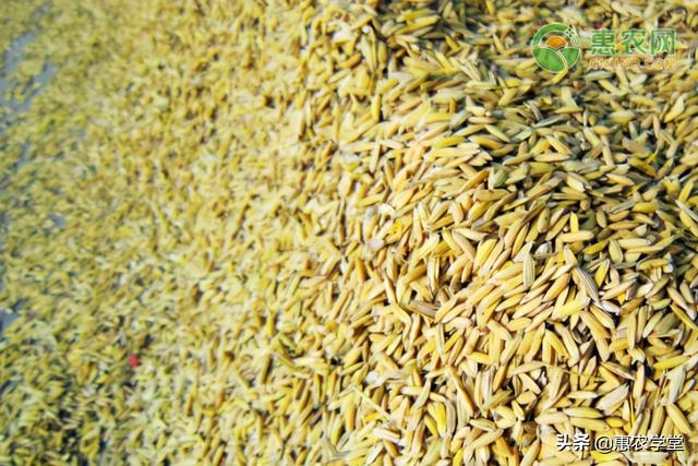 稻谷最新价格与市场走势分析，多元观点探讨稻谷市场趋势
