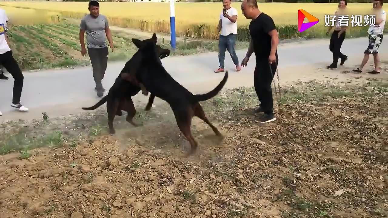最新莱州红犬打架视频，观察、分析与科普揭秘战斗场面